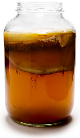 Чайный гриб в борьбе с ожирением